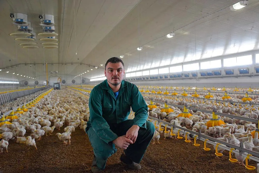 dd8519.hr - Illustration De la tourbe comme litière pour les poulets