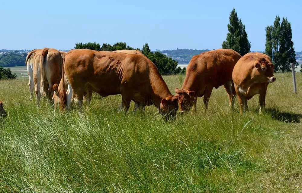 dsc 7838 - Illustration Veaux, vaches et fraises font bon ménage