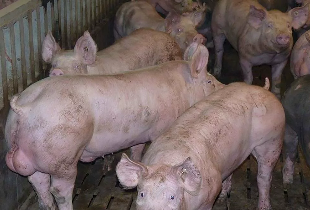 dd8640.hr - Illustration Débat : Castration des porcs