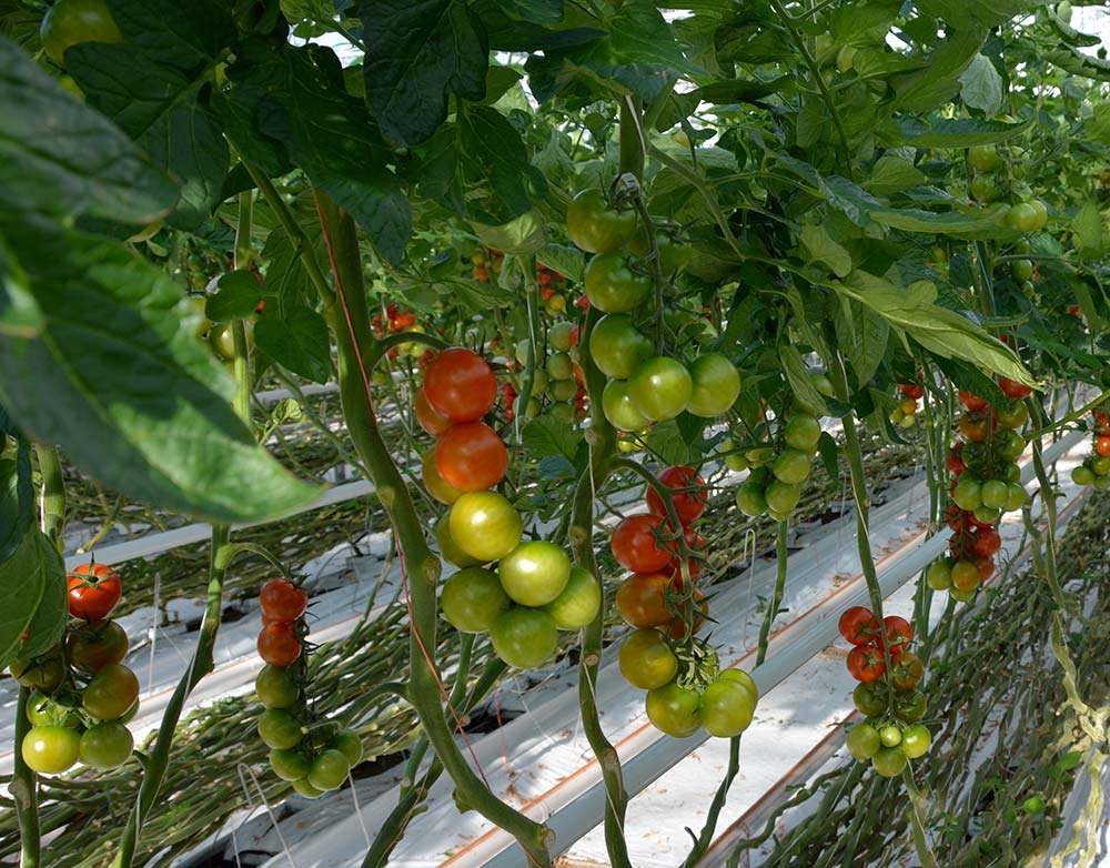 tomates - Illustration Les tomates emballées par le carton