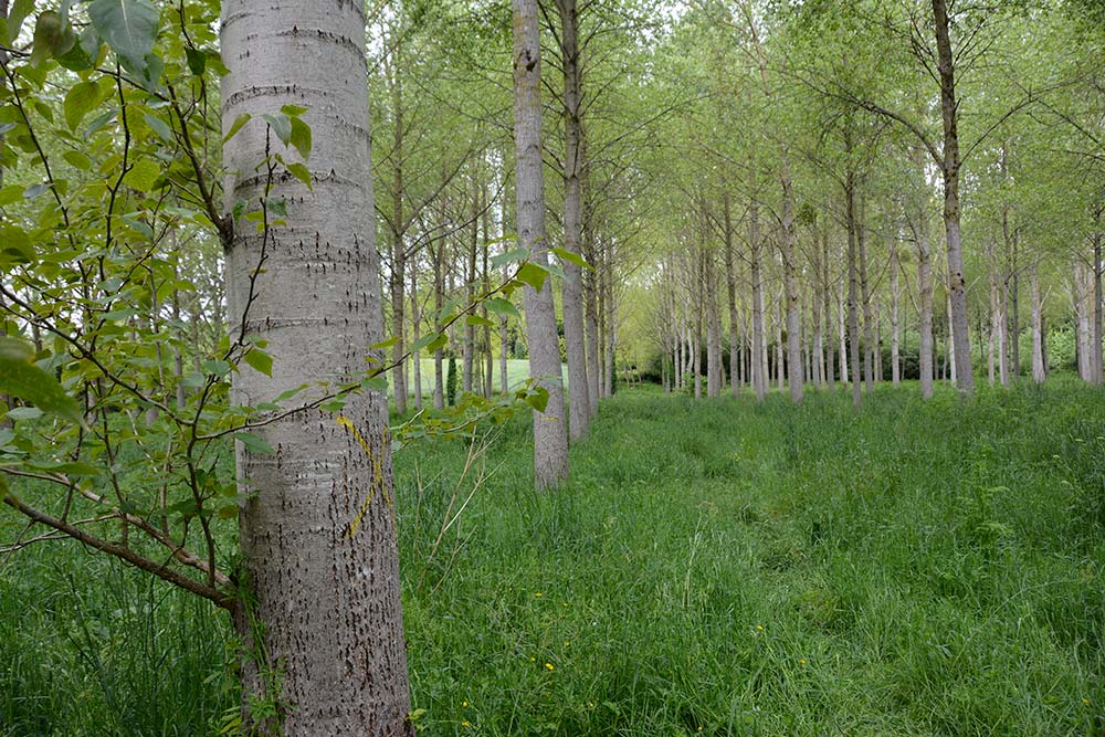8714.hr - Illustration L’arbre du peuple recherche producteurs