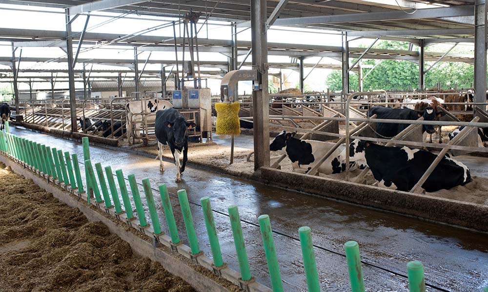 dd8950.hr - Illustration Bâtiment : Éleveurs et vaches en plein confort