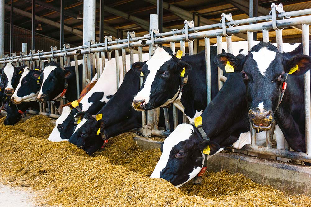 nutrition bovine photo - Illustration La nutrition bovine qui a du sens