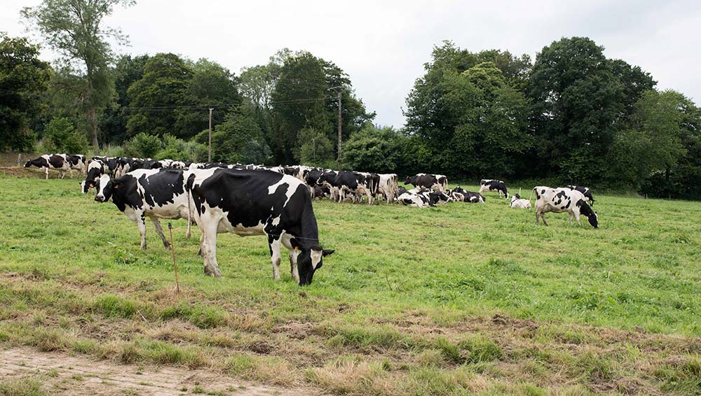 a9183.hr - Illustration Les élevages laitiers s’adaptent aux enjeux climatiques