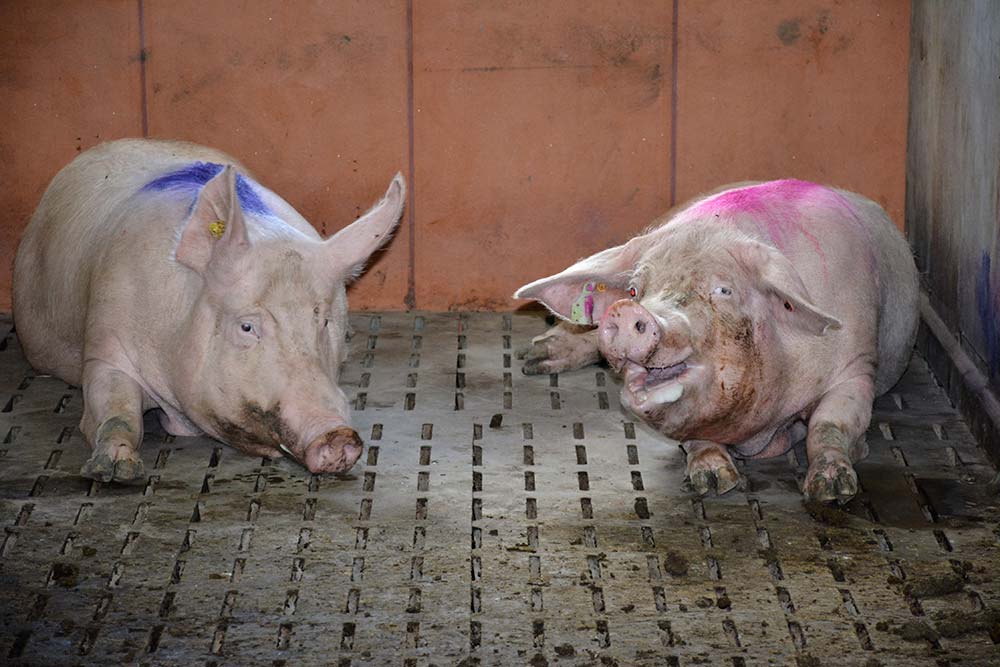 a9187.hr - Illustration Porc : Zonage, qu’est-ce qui bloque ?