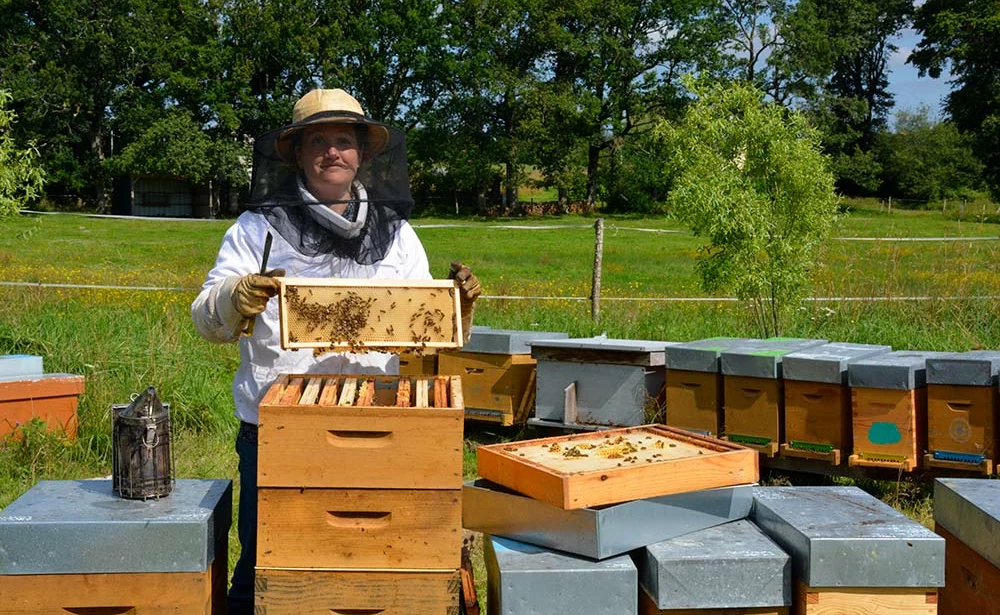 a9302 - Illustration Apiculture : Une installation progressive