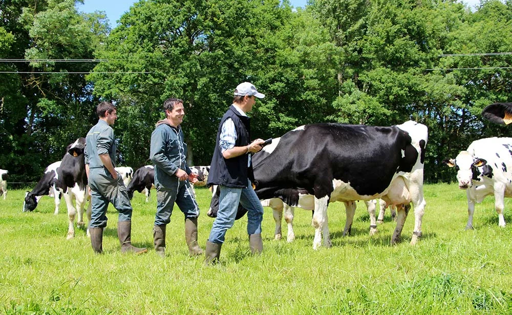 b9220.hr - Illustration Le pointage Prim’Holstein remis au goût du jour