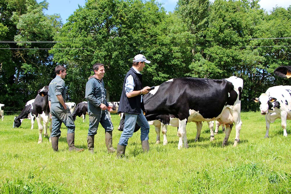 b9220.hr - Illustration Le pointage Prim’Holstein remis au goût du jour