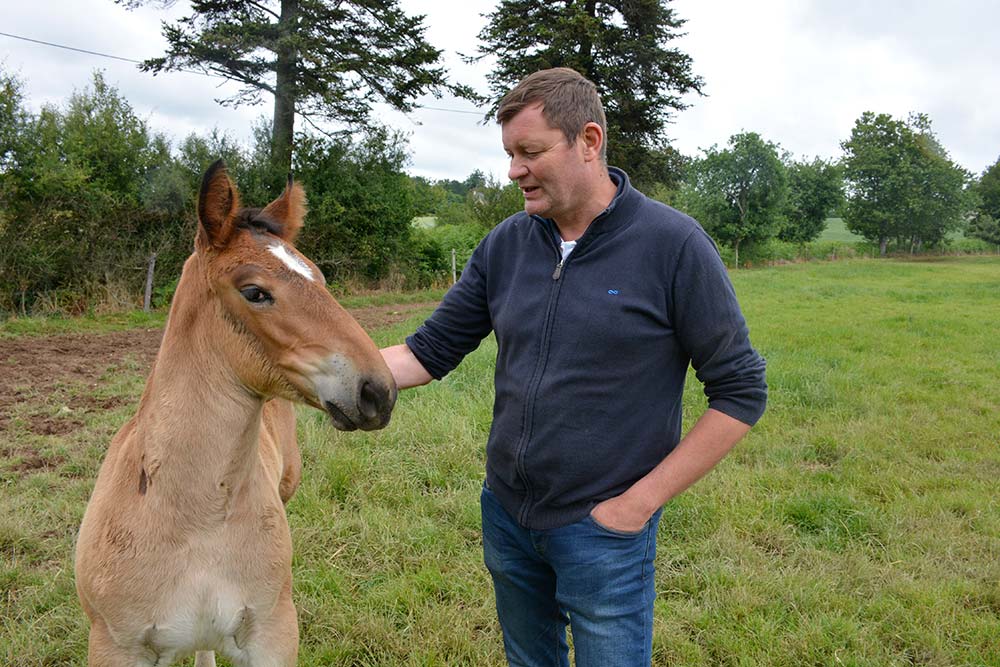 d9143.hr - Illustration Le Cheval Breton se vit en famille