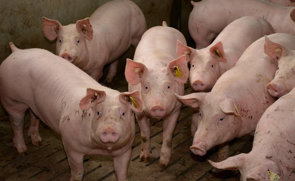 dd9006.hr - Illustration Marché mondial : Qui produira du porc demain ?