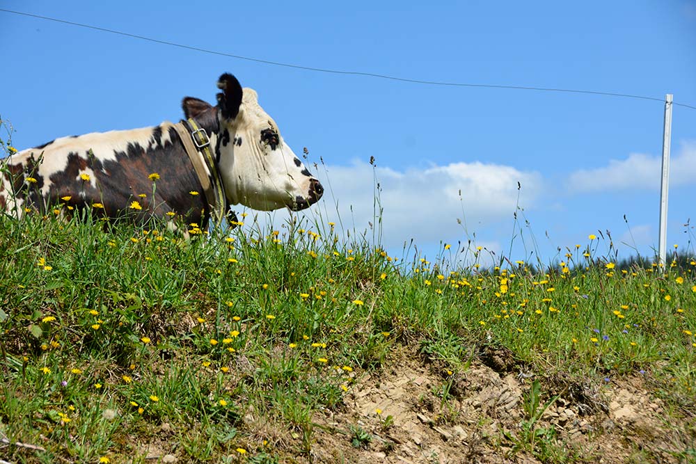 dd9012.hr - Illustration Normande : La race persiste et signe