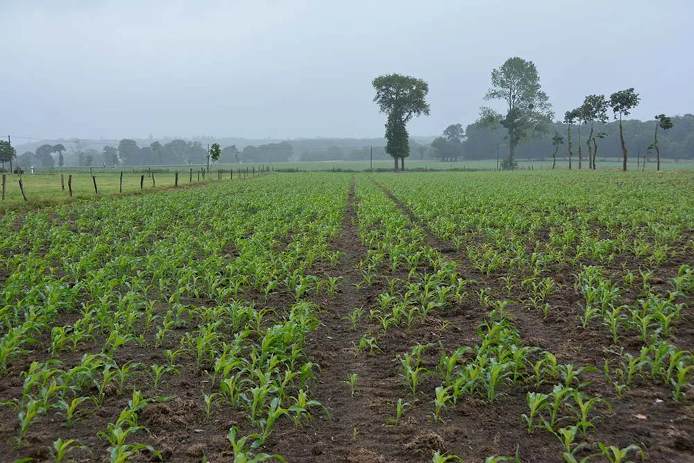 dd9020.hr - Illustration Le semis en réparti tire son épingle du jeu