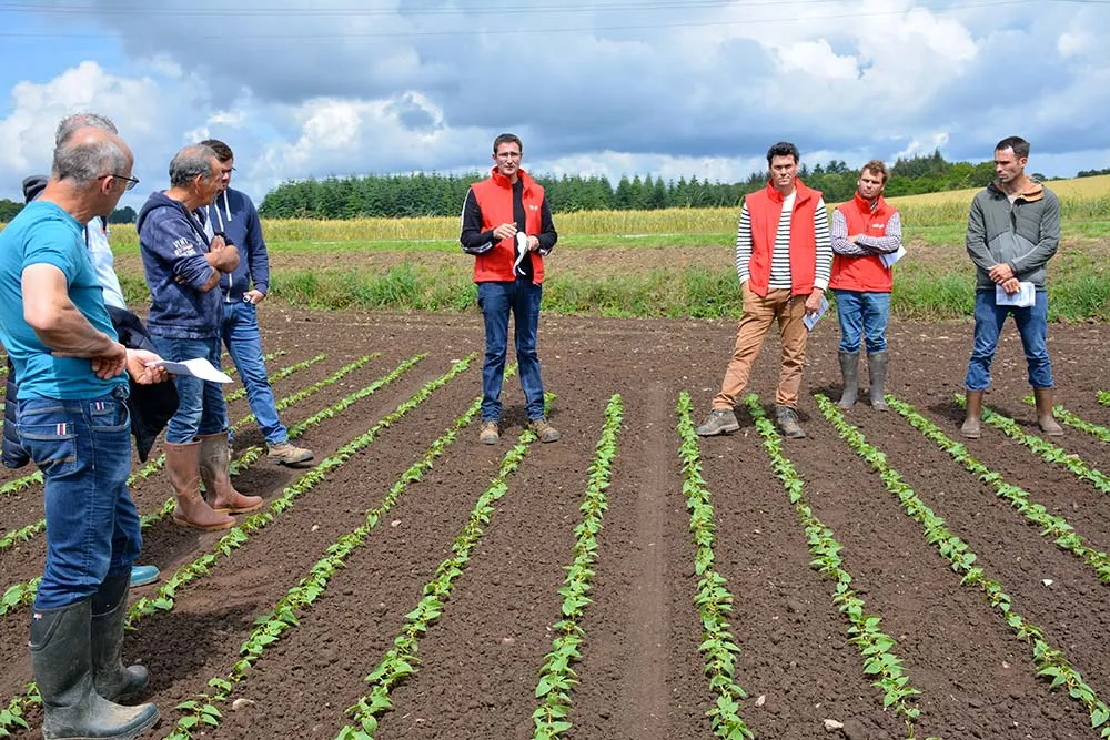 dd9070.hr - Illustration La traque aux adventices en cultures bio