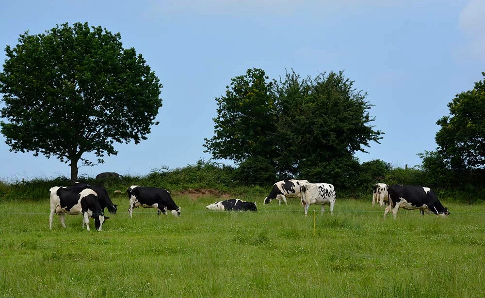 a9254.hr - Illustration Un tiers d’herbe en plus en zone séchante