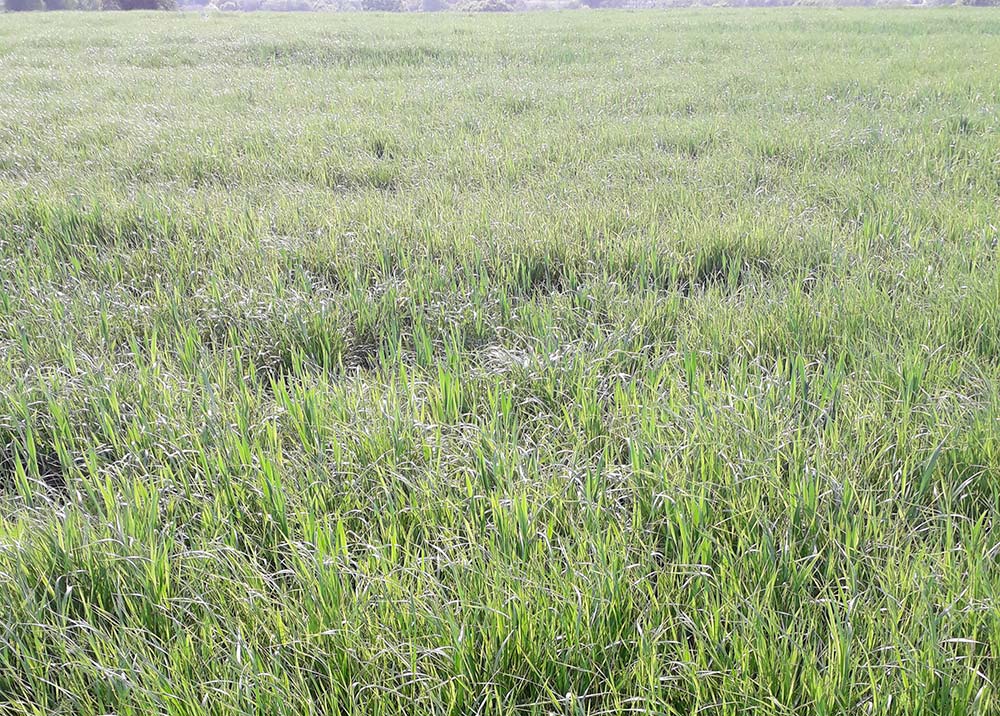 a9394.hr - Illustration Désherbage céréales : les ray-grass font de la résistance !
