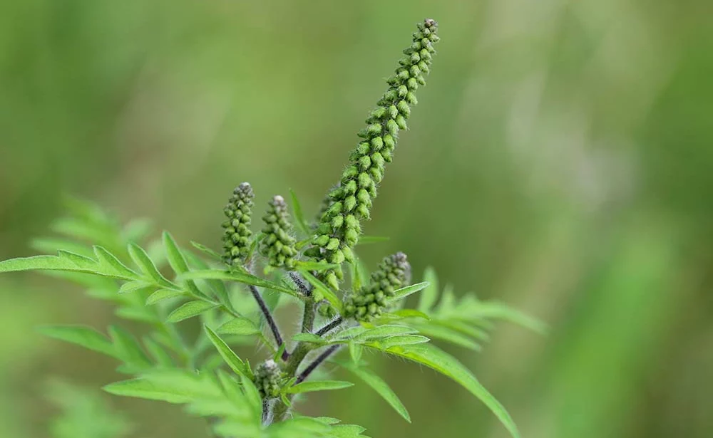 b9192.hr - Illustration L’ambroisie, une plante à risque pour la santé