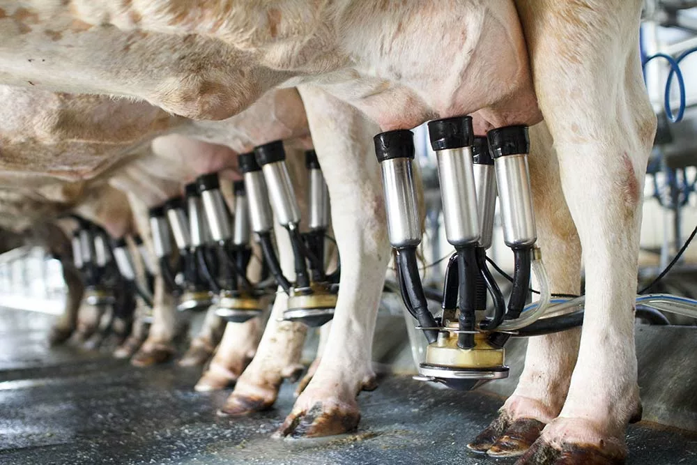 c9368.hr - Illustration Lait : Un coût de revient en trompe-l’œil