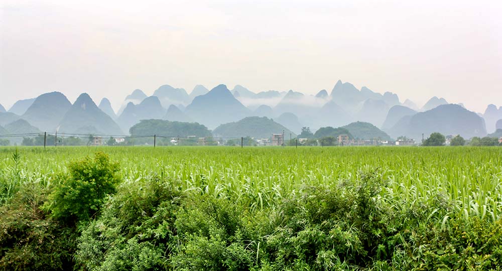 e9180 - Illustration La Chine a surpris par son appétit vorace