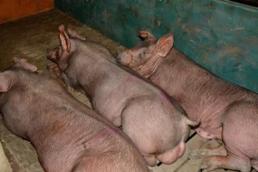 3 duroc