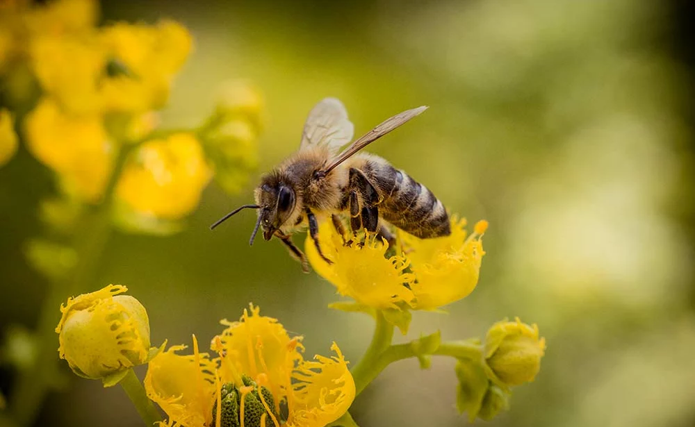 8994.hr - Illustration Un projet national pour mesurer l’effet des produits phytosanitaires sur les abeilles