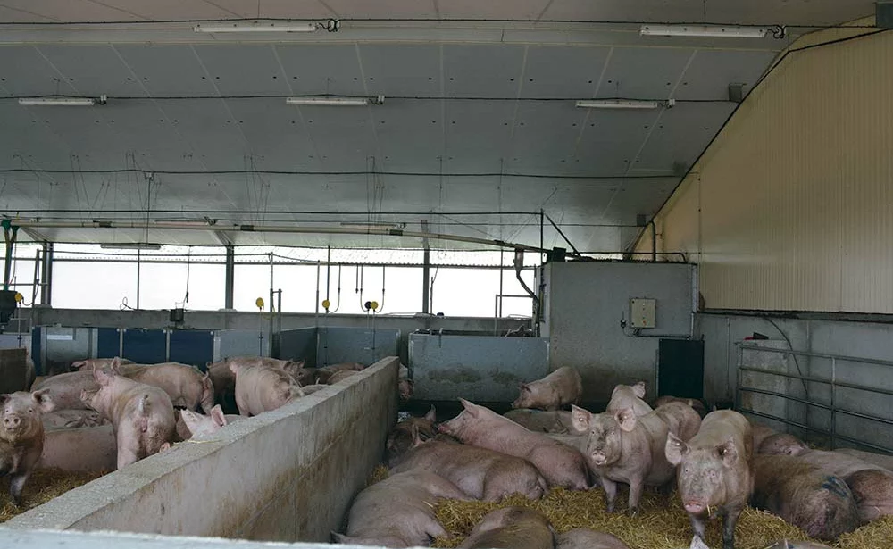 9315.hr - Illustration Ils créent la filière « Porc des blés noirs »