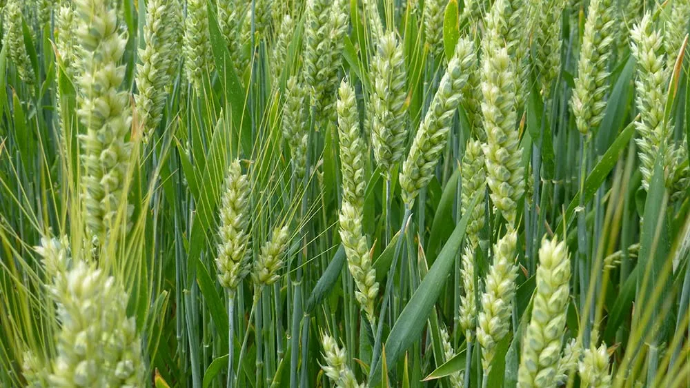 9637.hr - Illustration Blé tendre d’hiver : Les préconisations 2021