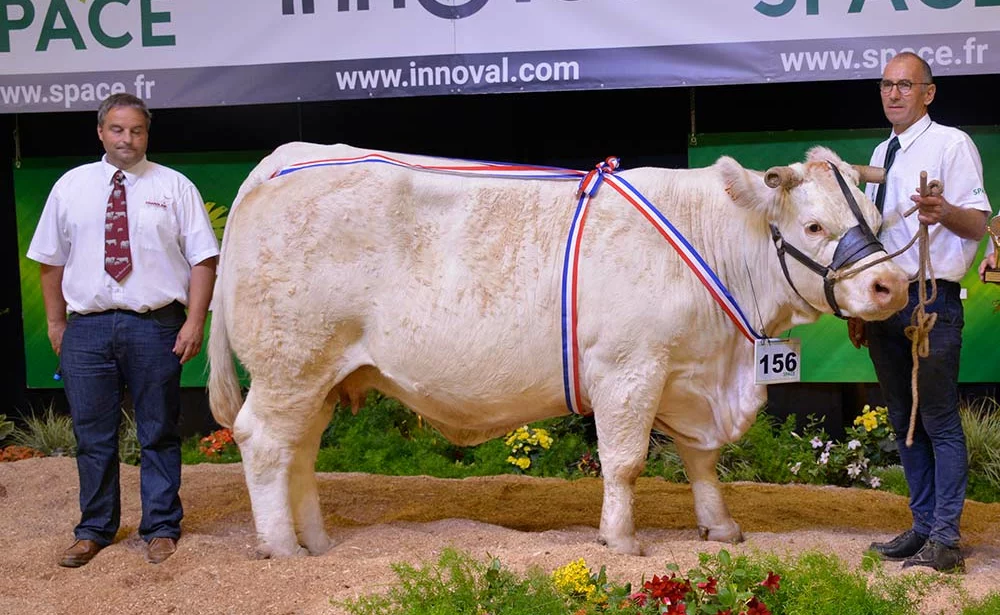 9680.hr - Illustration Imperatric a régné sur le concours charolais