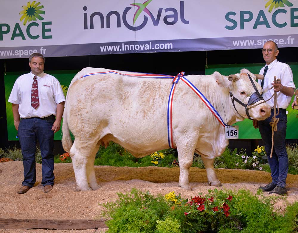 9680.hr - Illustration Imperatric a régné sur le concours charolais