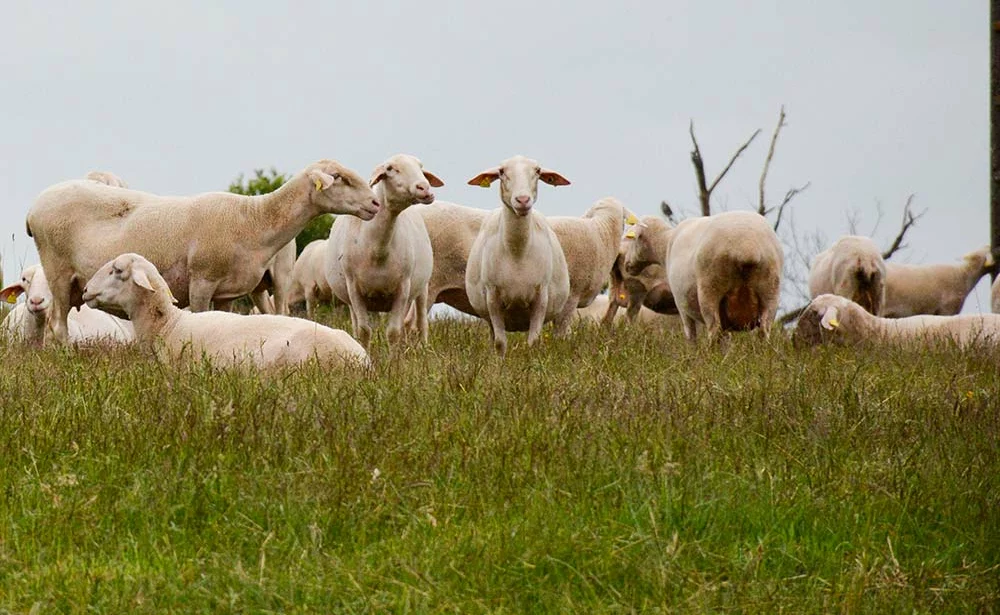 a9258.hr - Illustration « Du foin qui croustille pour les brebis »