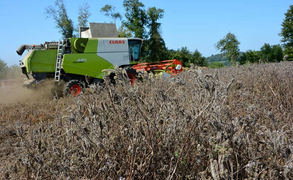 b9599.hr - Illustration Phacélie : Récolte délicate des graines de couverts