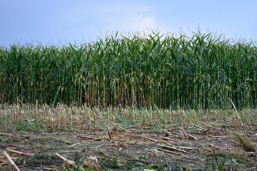 dd9616.hr - Illustration Les ensilages de maïs débutent en Ille-et-Vilaine