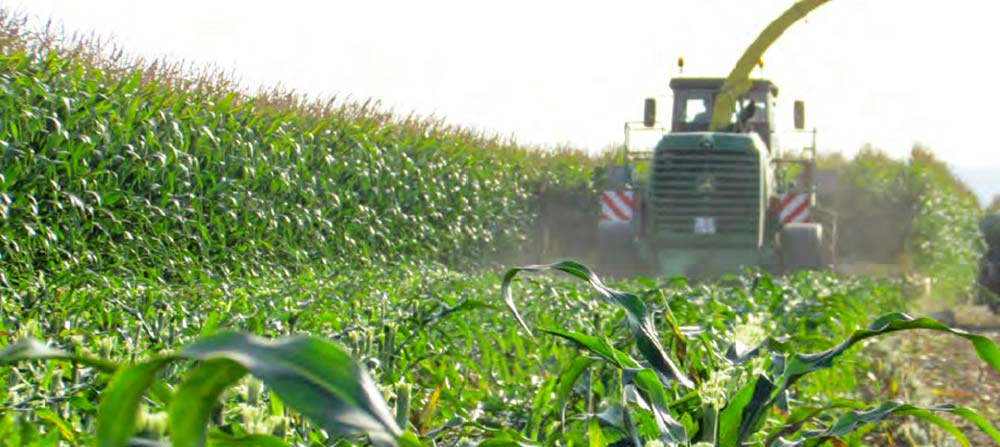 dd9644.hr - Illustration Ensilage : Faut-il essayer la coupe haute ?