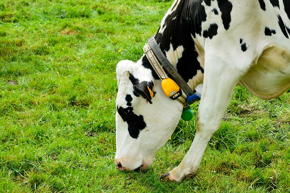 dd9820.hr - Illustration Des vaches connectées pour le suivi du pâturage