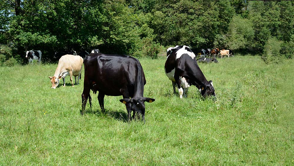 10054.hr - Illustration La filière lait bio en difficulté