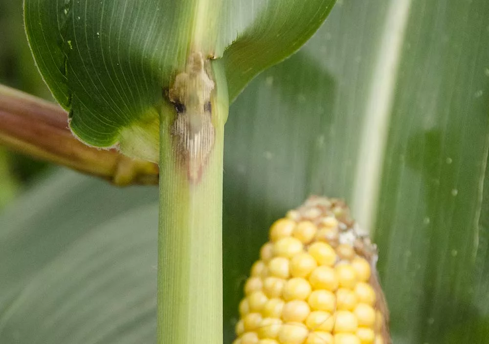 9888.hr - Illustration Pyrale : Sonder les plants pour dénombrer les larves