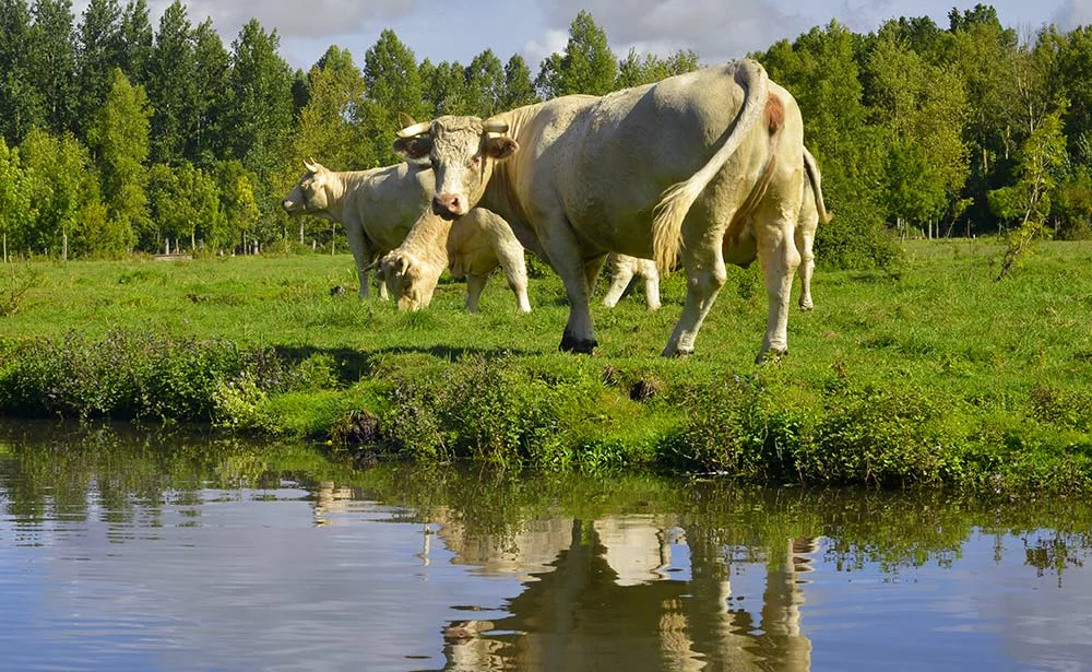 9907.hr - Illustration « Un triste sort guette l’agriculture »