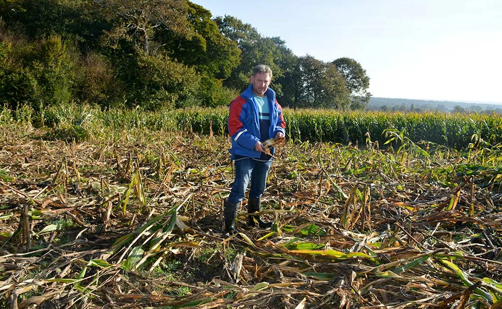 9966.hr - Illustration Les dégâts de sangliers s’amplifient dans la zone de Paimpont