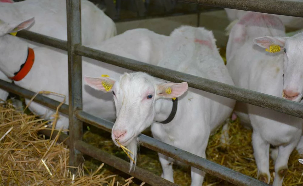 aliment caprins breve - Illustration Chèvres: surcoût de 22 €/1000 L pour les aliments achetés en 2021