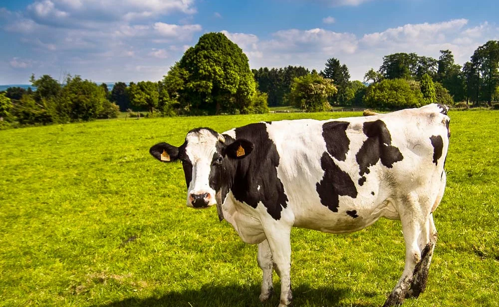 conso vaches breve - Illustration Les vaches ne mangent pas dans l’assiette des humains
