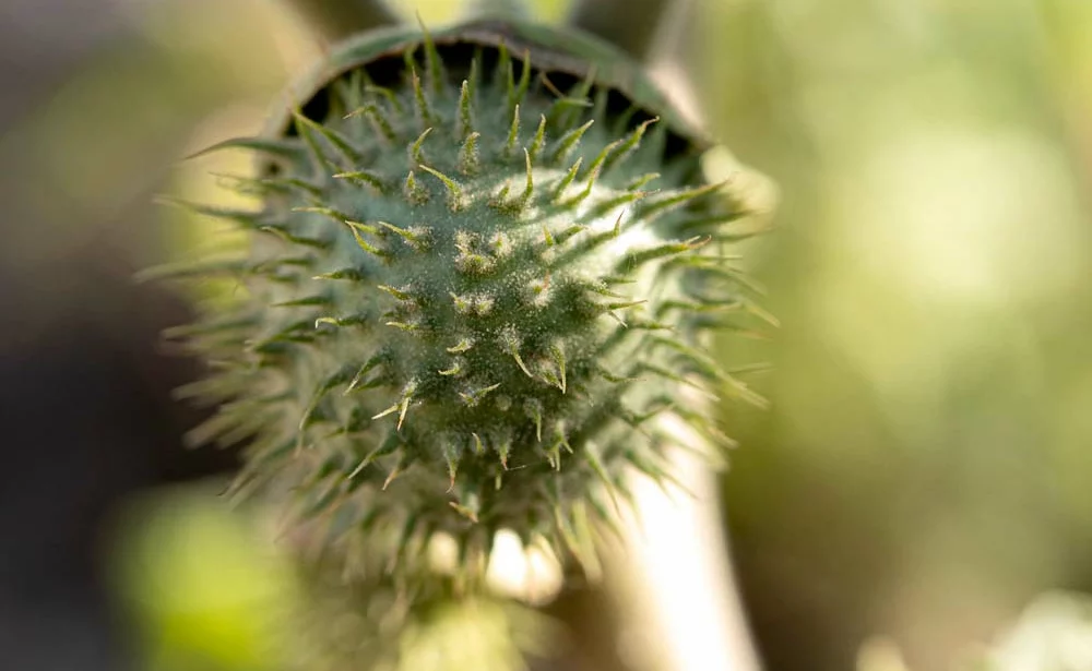 drone datura breve - Illustration Détecter le datura grâce au drone