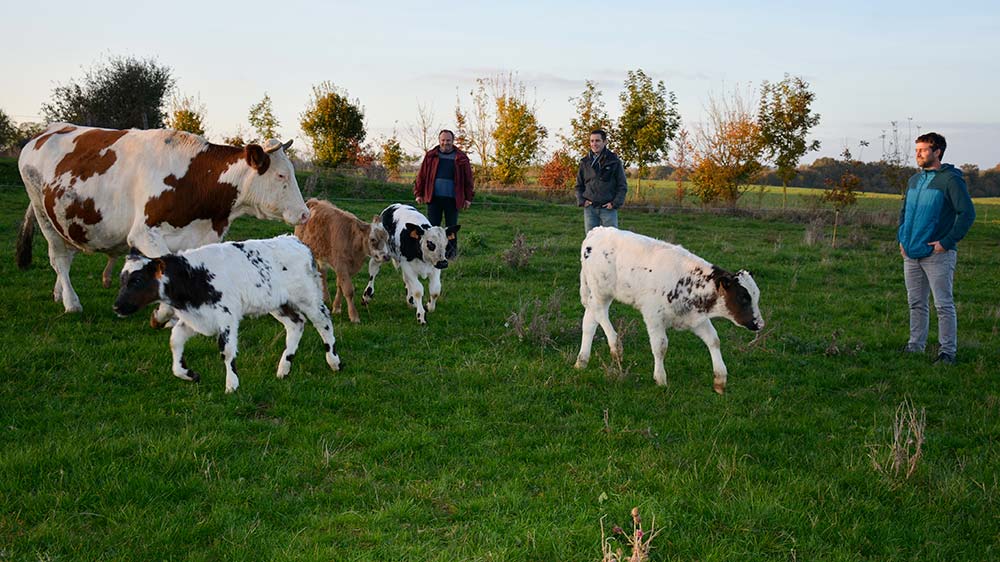 10235.hr - Illustration Des veaux laitiers engraissés sur un élevage viande en bio