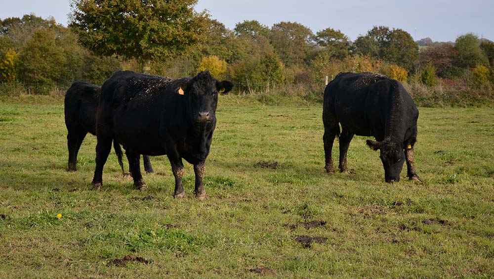 10288.hr - Illustration L’Aberdeen Angus se plaît en France