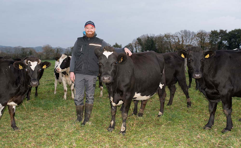 10305.hr - Illustration Gérer seul 100 vaches en tout herbe