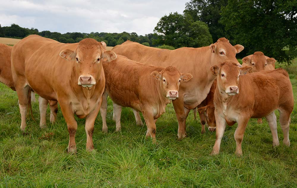 10376.hr - Illustration Le syndicat limousin 35 en assemblée