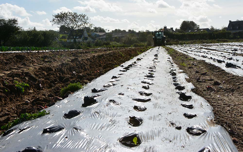 fpa 8775 - Illustration Paillage des légumes