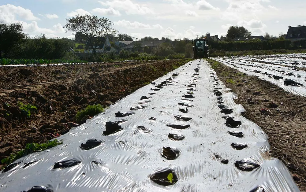 fpa 8775 - Illustration Paillage des légumes