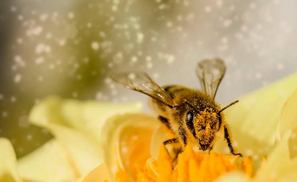 aide cheptel abeilles - Illustration Les apiculteurs ont jusqu’au 15 novembre pour demander l’aide pour l’autorenouvellement de cheptel