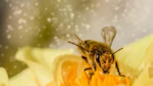 aide cheptel abeilles