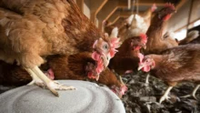 foyer influenza aviaire