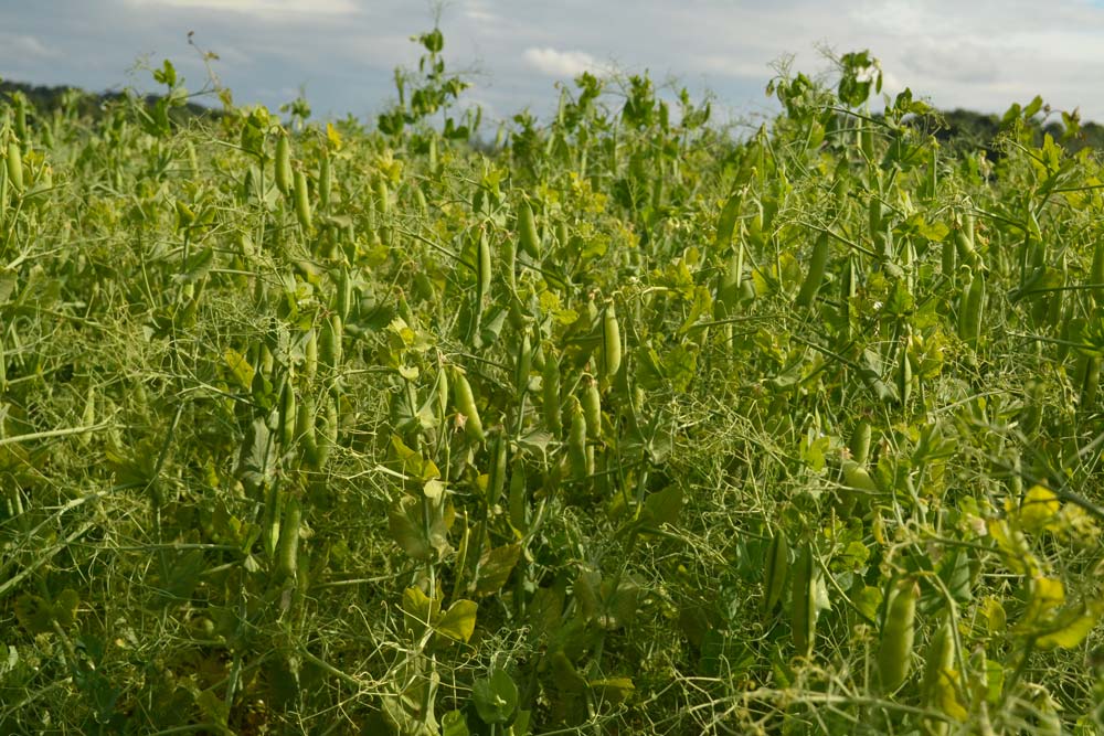 Couverture végétale en hiver : comment fertiliser les légumes avec des pois